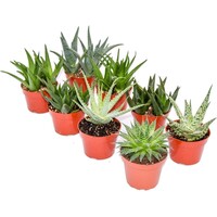 Sansevieria trifasciata mix | Dracaena trifasciata | mini vrouwentong in 5 cm pot | 10 cm hoog | verkoop per stuk
