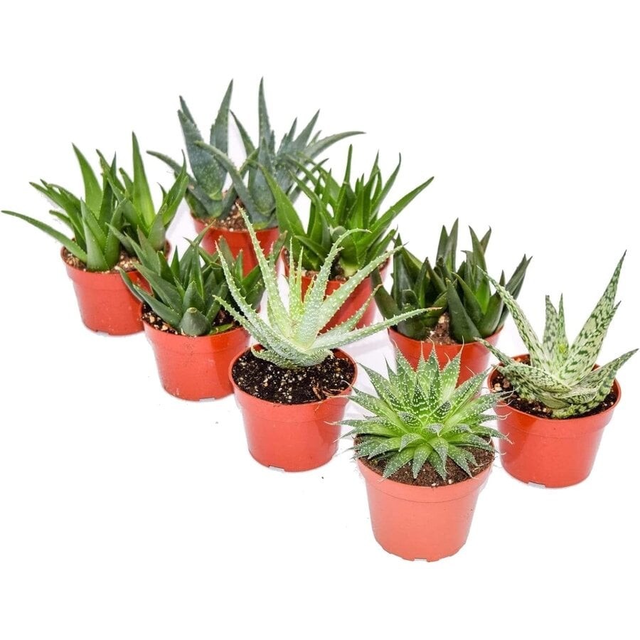 Sansevieria trifasciata mix | Dracaena trifasciata | mini vrouwentong in 5 cm pot | 10 cm hoog | verkoop per stuk