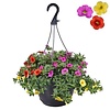 Calibrachoa mini petunia Tricolor | 21 cm hangpot | ca. 20 cm hoog | 3 in 1