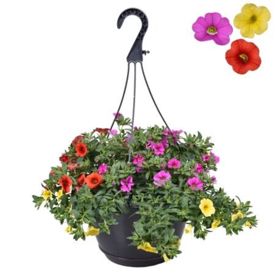 Calibrachoa mini petunia Tricolor | 21 cm hangpot | ca. 20 cm hoog | diverse kleuren | 3 planten in 1 pot