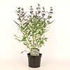 Caryopteris × clandonensis | Blauwbaard | 60 cm hoog | 23 cm pot