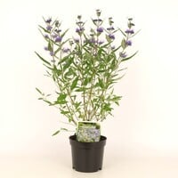 Caryopteris × clandonensis Blauwbaard of Baardbloem | 60 cm hoog | In 23 cm pot | Blauwe nazomerbloeier