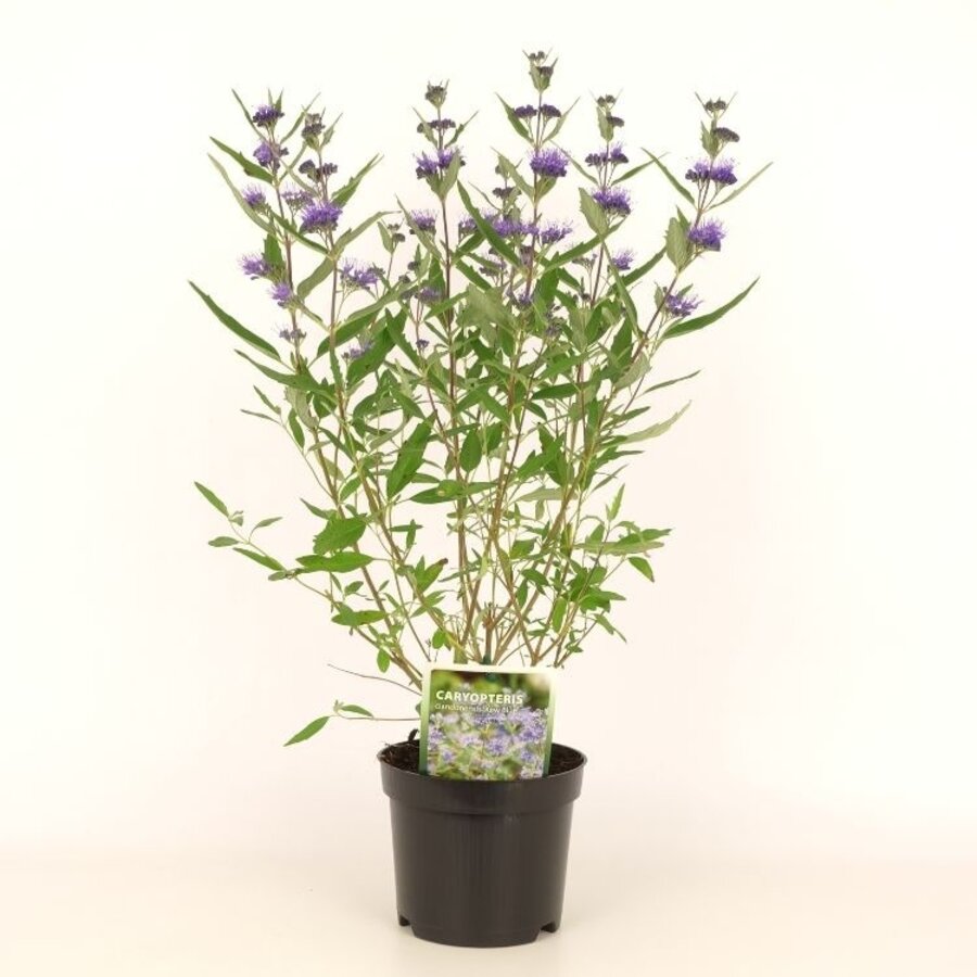 Caryopteris × clandonensis Blauwbaard of Baardbloem | 60 cm hoog | In 23 cm pot | Blauwe nazomerbloeier