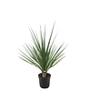 Cordyline indivisa Peko | 60 cm hoog | 13 cm pot