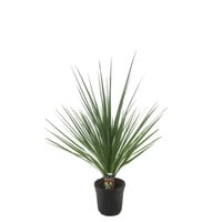 Cordyline indivisa Peko | 60 cm hoog | In 13 cm pot | Sierlijke kuipplant voor tuin, balkon en terras
