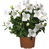 Platycodon grandiflorus 'Astra White' ballonbloem | 25 cm hoog | In 12 cm pot | Compacte witte vaste plant