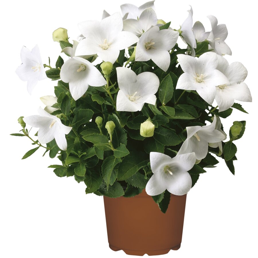 Platycodon grandiflorus 'Astra White' ballonbloem | 25 cm hoog | In 12 cm pot | Compacte witte vaste plant