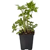 Ridderspoor (Delphinium) diverse kleuren | 11 cm pot | ca. 20 tot 35 cm | per stuk