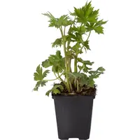 Ridderspoor (Delphinium) diverse kleuren | Bloeiende borderplant | 11 cm pot | ca. 20 tot 35 cm | Verkoop per stuk