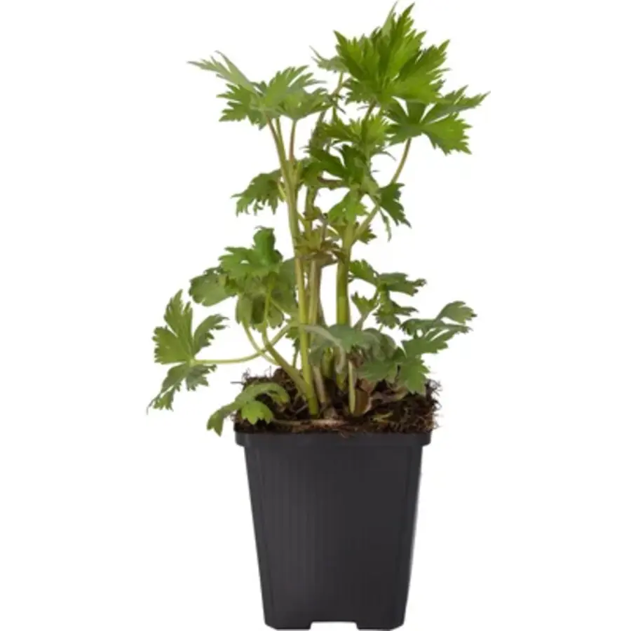 Ridderspoor (Delphinium) diverse kleuren | Bloeiende borderplant | 11 cm pot | ca. 20 tot 35 cm | Verkoop per stuk