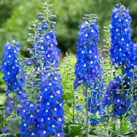 Ridderspoor (Delphinium) diverse kleuren | Bloeiende borderplant | 11 cm pot | ca. 20 tot 35 cm | Verkoop per stuk