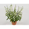 Angelonia 'Serena White' | 12 cm pot | ca. 20 cm hoog