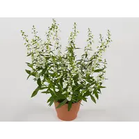 Angelonia 'Serena White' | witte zomerleeuwenbek | 12 cm pot | ca. 20 cm hoog