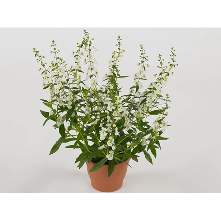 Angelonia 'Serena White' | witte zomerleeuwenbek | 12 cm pot | ca. 20 cm hoog