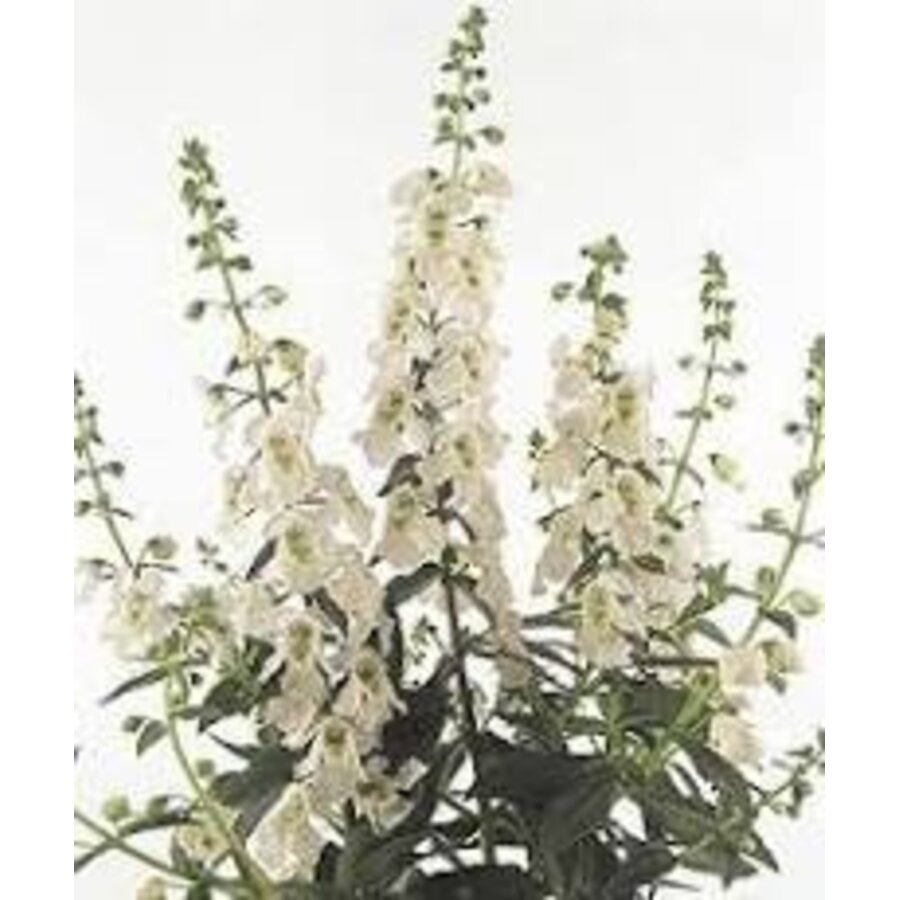 Angelonia 'Serena White' | witte zomerleeuwenbek | 12 cm pot | ca. 20 cm hoog