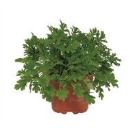 Pelargonium graveolens roosgeranium | Geurende tuinplant | 15 cm hoog | In 10 cm pot