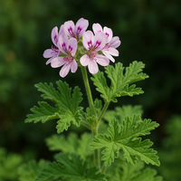Pelargonium graveolens roosgeranium | Geurende tuinplant | 15 cm hoog | In 10 cm pot