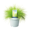 Deschampsia flexuosa 'AmiLime' | Bochtige smele | 10 cm pot | ca. 25 cm hoog