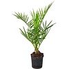 Phoenix canariensis | Canarische dadelpalm | 60 cm | 15 cm pot