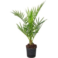 Phoenix canariensis (Canarische dadelpalm) | 60 cm hoog | In 15 cm pot | Exotische kuipplant