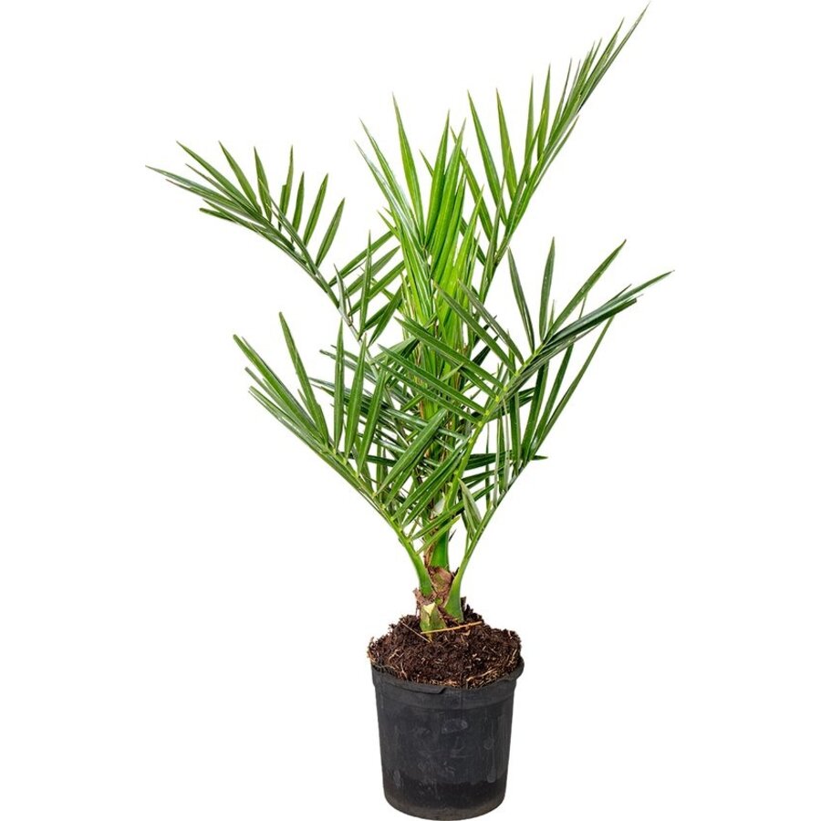Phoenix canariensis (Canarische dadelpalm) | 60 cm hoog | In 15 cm pot | Exotische kuipplant
