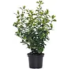 Viburnum Sneeuwbal | 50 cm hoog | 17 cm pot