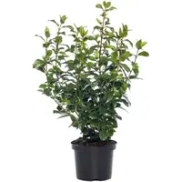 Viburnum Sneeuwbal | Witte bolbloemen | 50 cm hoog | In 17 cm pot