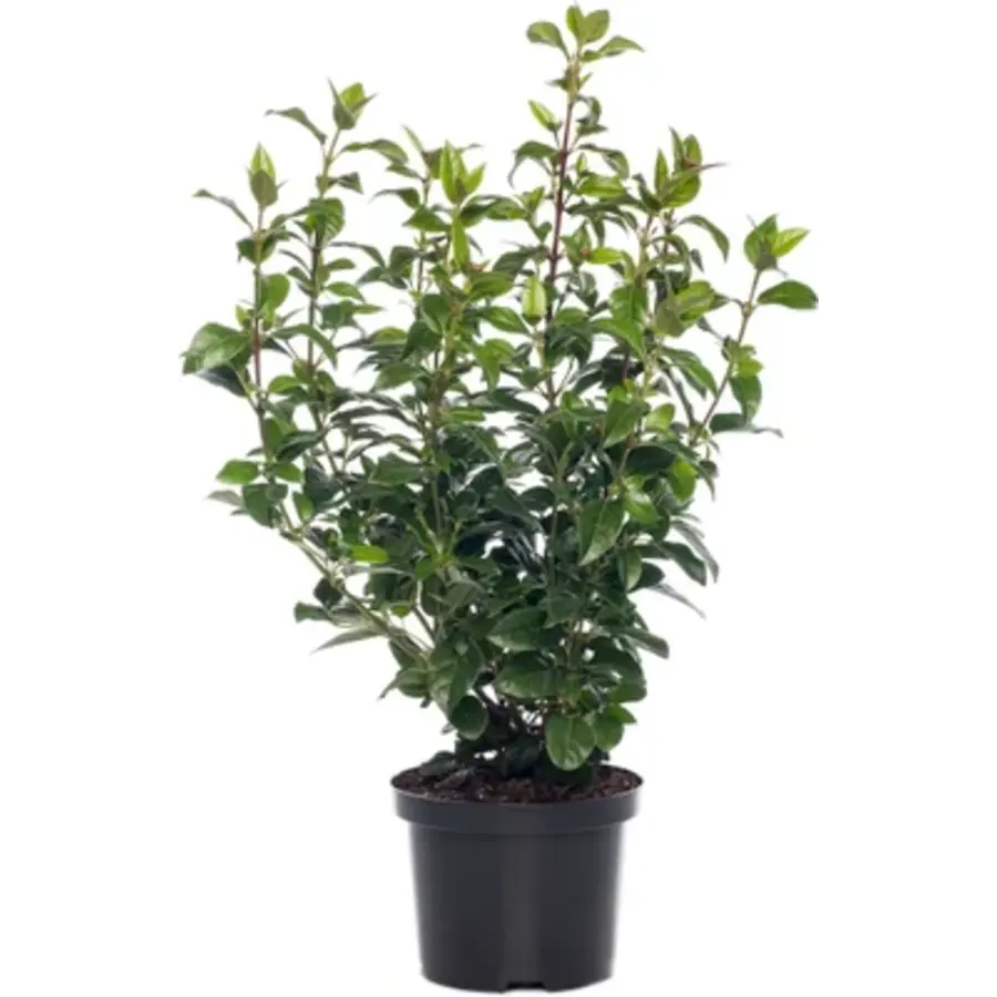 Viburnum Sneeuwbal | Witte bolbloemen | 50 cm hoog | In 17 cm pot