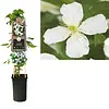 Clematis montana 'Grandiflora' | Bosrank wit | 70 cm hoog | 17 cm pot