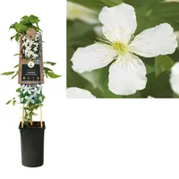 Clematis montana 'Grandiflora' | Witte bosrank klimplant | 70 cm hoog | In 17 cm pot
