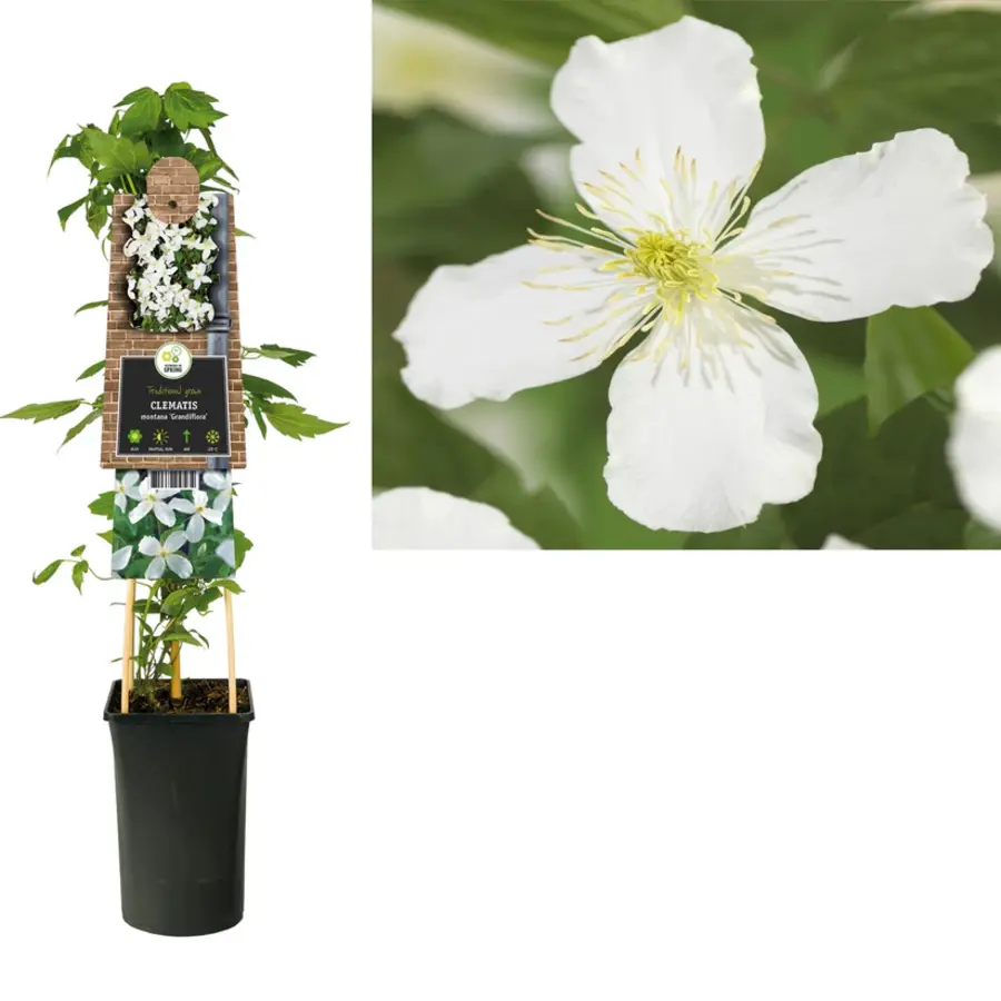 Clematis montana 'Grandiflora' | Witte bosrank klimplant | 70 cm hoog | In 17 cm pot