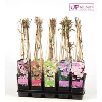 Clematis montana mix van kleuren | klimplant | 50 cm hoog | In 12 cm pot | Verkoop per stuk