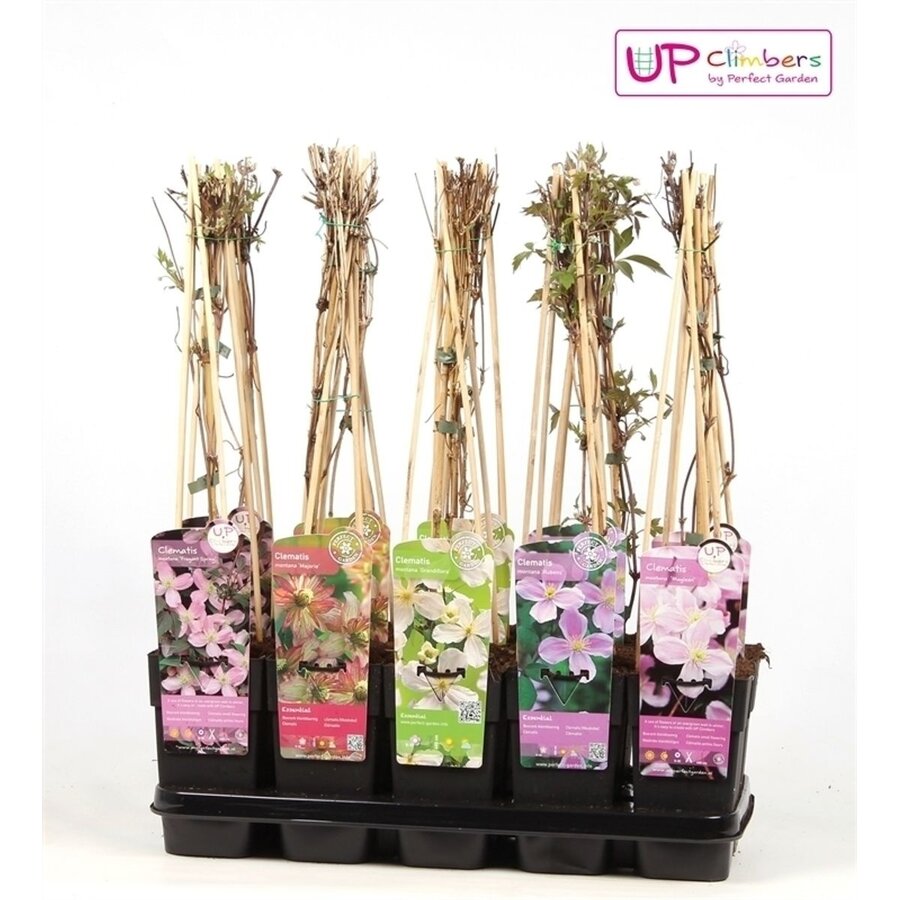 Clematis montana mix van kleuren | klimplant | 50 cm hoog | In 12 cm pot | Verkoop per stuk