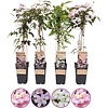 Clematis montana mix van kleuren | 50 cm hoog | 12 cm pot | verkoop per stuk