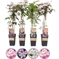 Clematis montana mix van kleuren | klimplant | 50 cm hoog | In 12 cm pot | Verkoop per stuk