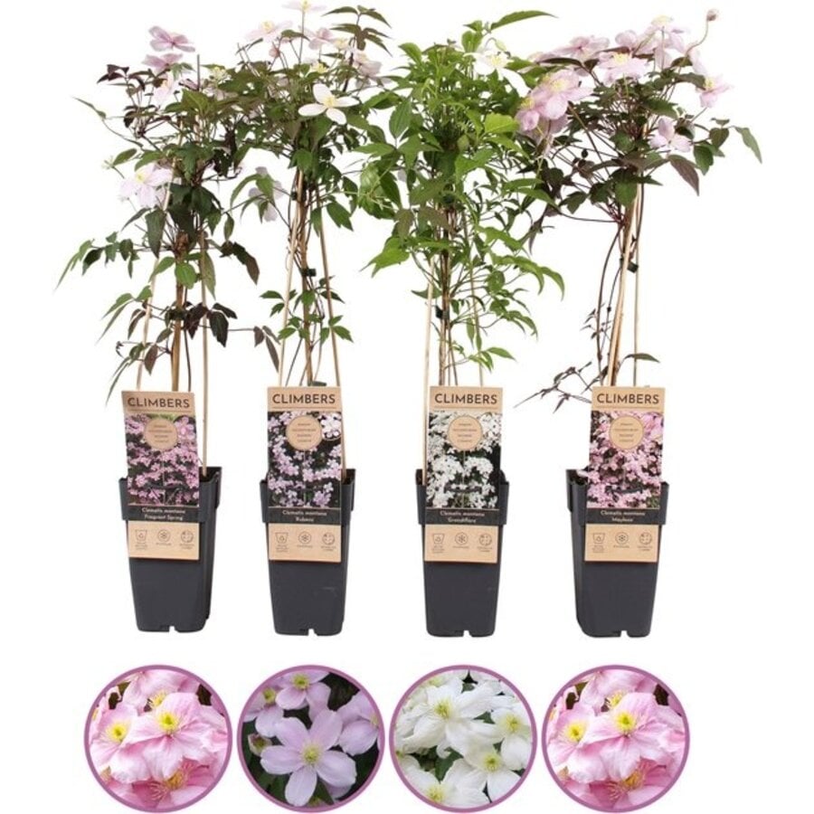 Clematis montana mix van kleuren | klimplant | 50 cm hoog | In 12 cm pot | Verkoop per stuk