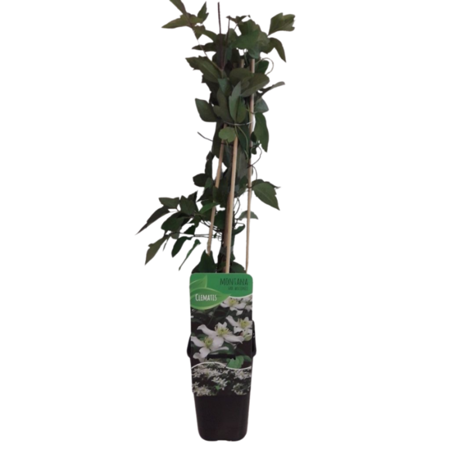 Clematis montana Wilsonii | witte geurende bosrank | 50 cm hoog | 12 cm pot