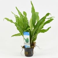 Microsorum Pteropus | Javavaren | in 5 cm pot