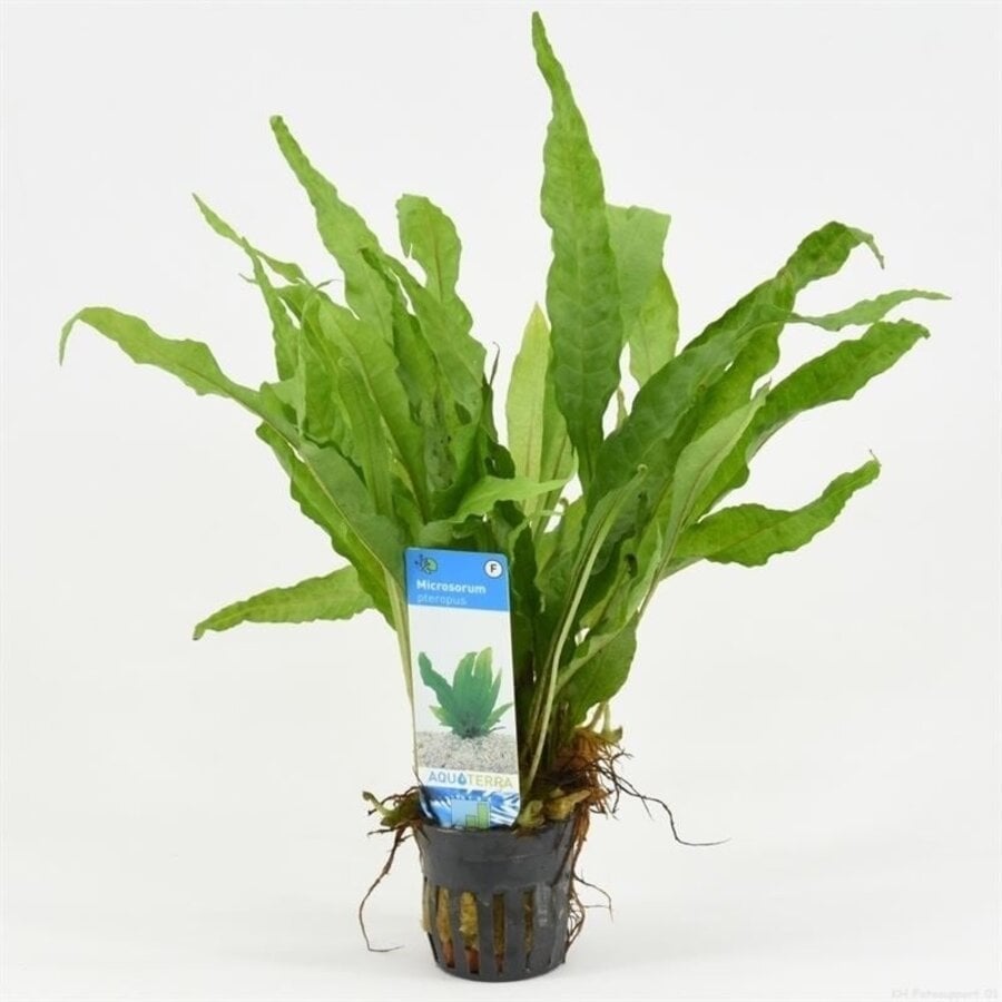Microsorum Pteropus | Javavaren | in 5 cm pot