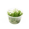 Taxiphyllum Spiky mos | In 100CC vitro cup