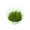 Eleocharis Parvula | Dwergnaaldgras | In 100CC vitro cup