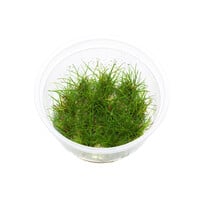 Eleocharis Parvula | Dwergnaaldgras | In 100CC vitro cup