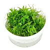 Pogostemon erectus | Indiase sterplant | In 100CC vitro cup Waterplant
