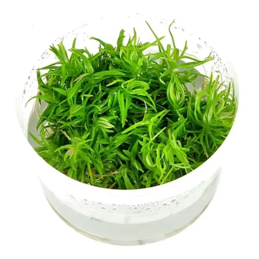 Pogostemon erectus | Indiase sterplant | In 100CC vitro cup Waterplant