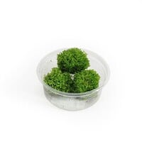 Riccia fluitans mos | Levermos | in 80CC vitro cup