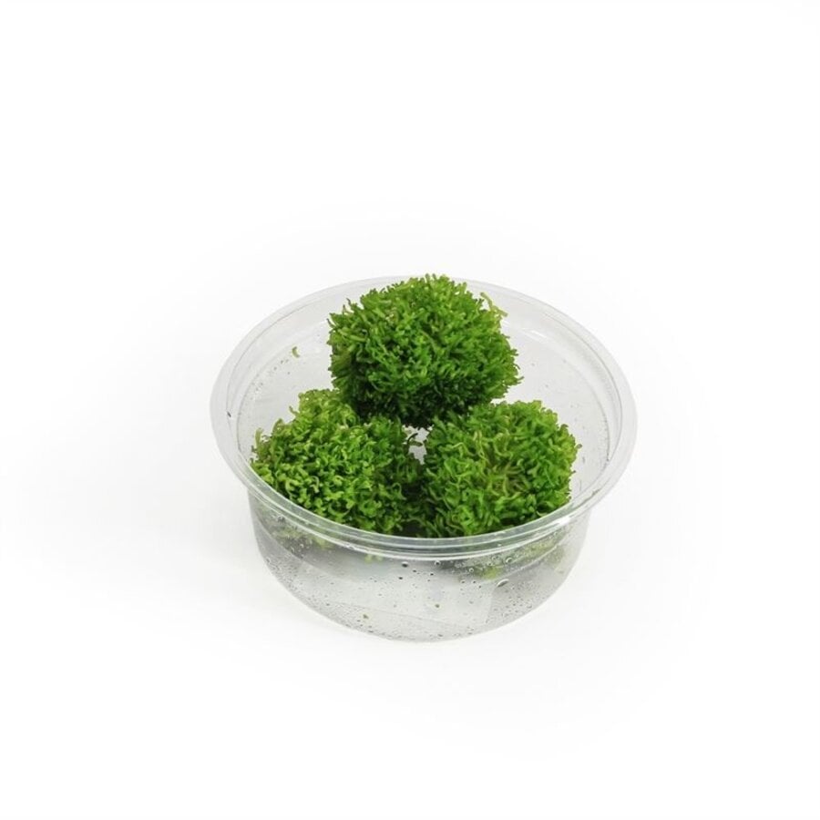 Riccia fluitans mos | Levermos | in 80CC vitro cup