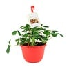 Fragaria Elsanta | Aardbei in 27 cm hangpot | ca. 20 cm hoog