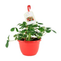 Fragaria Elsanta (aardbei) | In 27 cm hangpot | Ca. 20 cm hoog | Vruchtdragende balkonplant