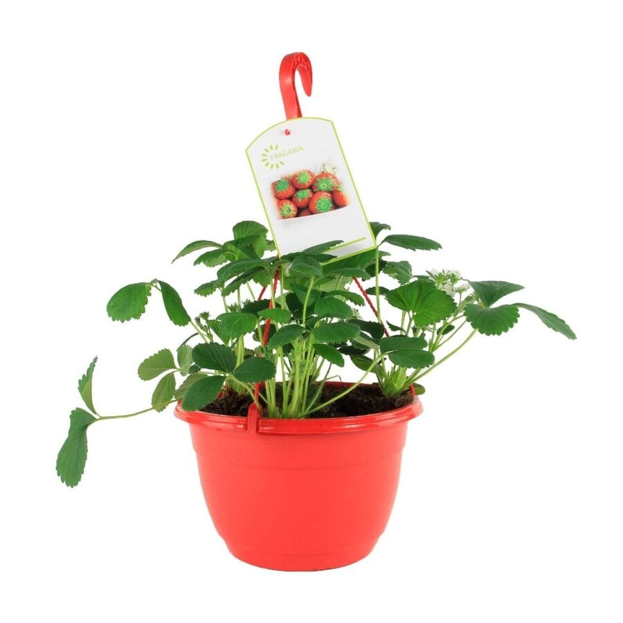 Fragaria Elsanta (aardbei) | In 27 cm hangpot | Ca. 20 cm hoog | Vruchtdragende balkonplant