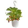 Fragaria Elsanta | Aardbei in 20 cm hangpot | ca. 20 cm hoog